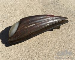 side light