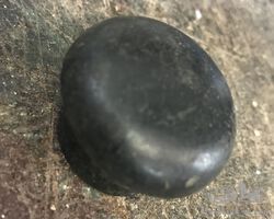 Benjamin horn button