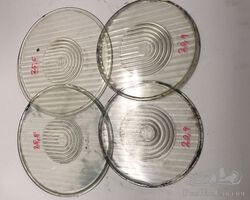 Lamp Glasses for Bosch Headlights