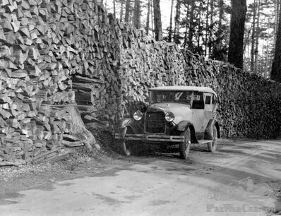Enough wood for this winter