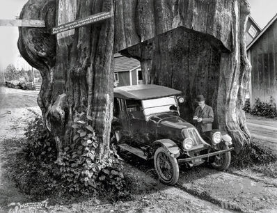 L'Amérique insolite : le cèdre en voiture