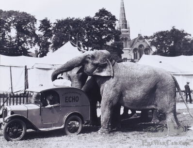 An endangered species with an extinct Austin