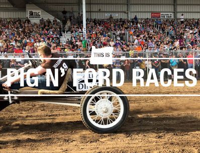 Pig ’N Fords: racing with 22 horsepower and a piglet