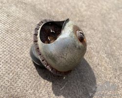 ashtray